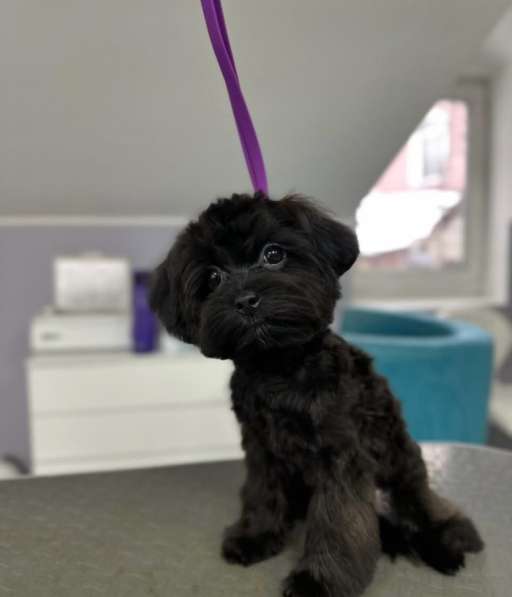 Мальтипу щенки в Краснодаре