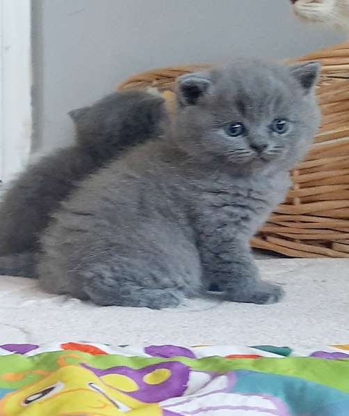 Британский котёнок