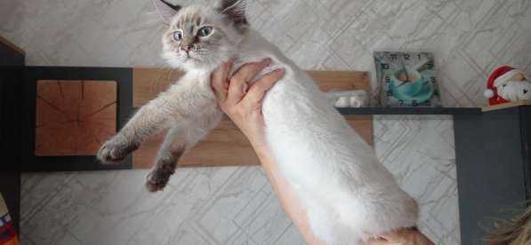 Котята мейн куны клубные в Петрозаводске фото 9