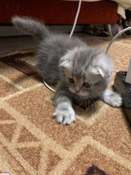 Шотландский вислоухий котенок