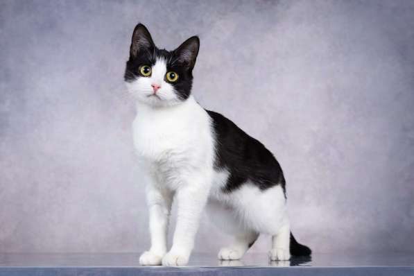 Грациозность и любопытство– знакомьтесь, Мася!