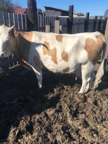 Продам дойную корову