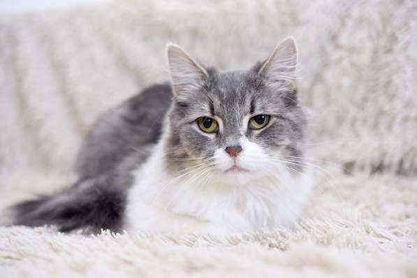 Пушистая Принцесса в дар