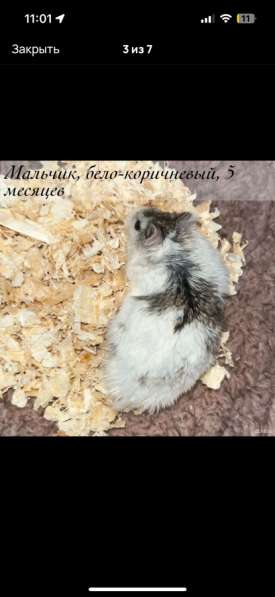 Сирийские и джунгарские хомяки с клетками в Москве фото 6