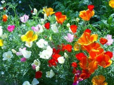 Семена разных цветов-самосеек в Абакане фото 5