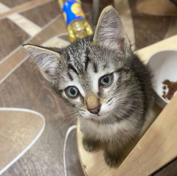 Котята в добрые руки в Омске