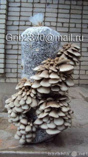 Мицелий для выращивания грибов вешенка. в Краснодаре фото 4