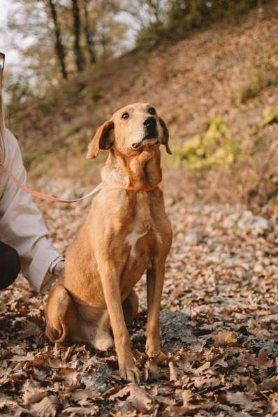 Рыжулик- метис русской гончей в добрые руки! в Москве фото 6