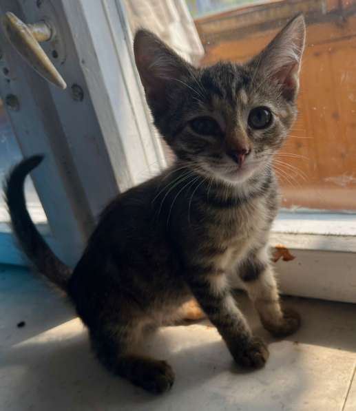 Котята в добрые руки в Москве фото 4