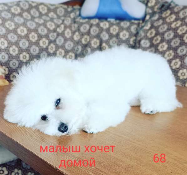 Породные щенки бишон фризе в Казани