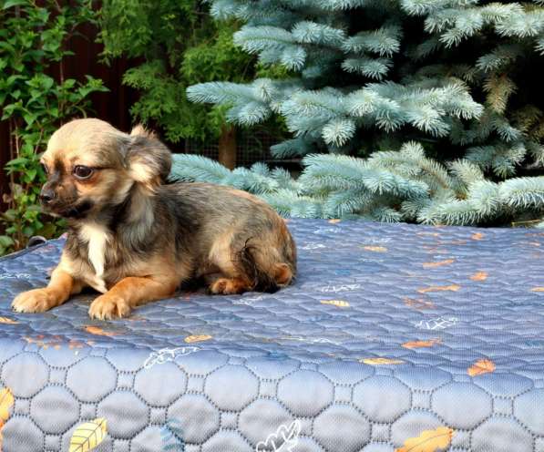 Красивые щенки Чихуахуа мальчики и девочки в Москве фото 8