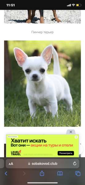 AC, Ace, продажа в Москве