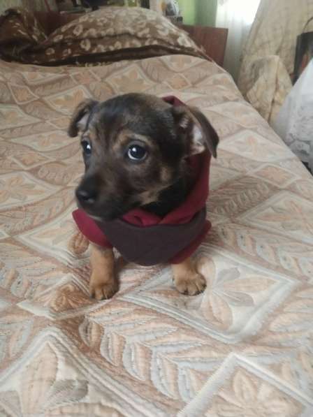 Щеночек от мелкой собачки ищет дом в Санкт-Петербурге фото 4