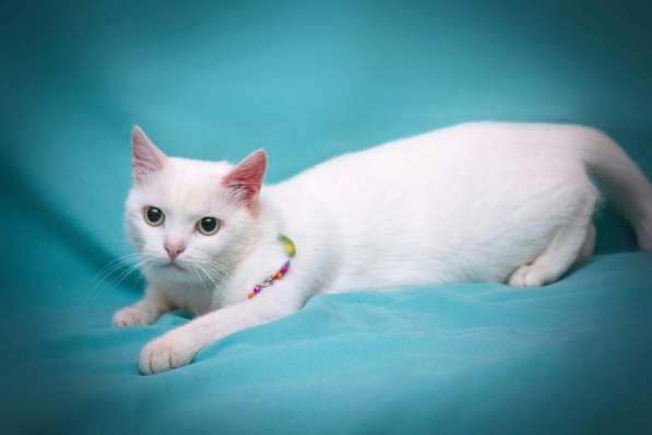 Белая кошечка Одри в добрые руки в Москве фото 12