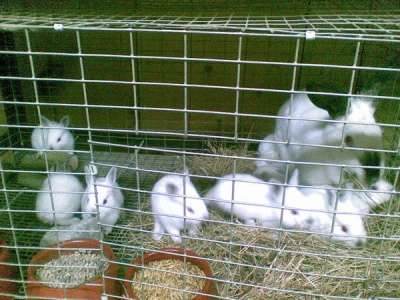 кроликов в Нижнем Тагиле фото 3
