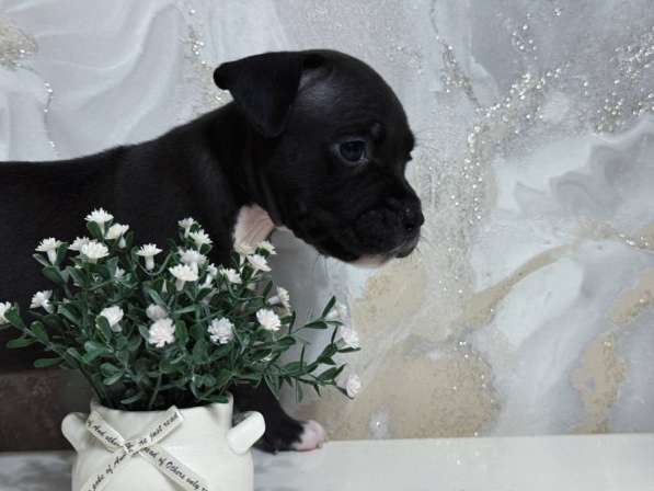 Американский Стаффордширский терьер