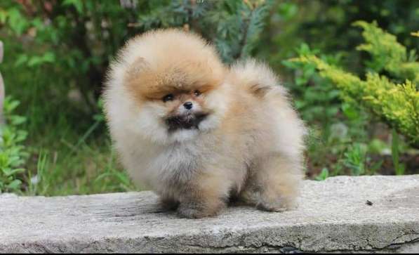 Pomeranian Spitz в фото 4