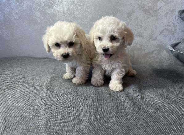 Бишон фризе в Москве фото 3