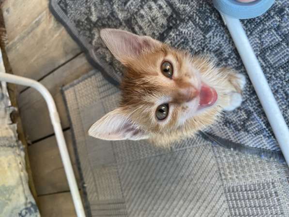 Одаём котёнка в добрые руки в Бийске