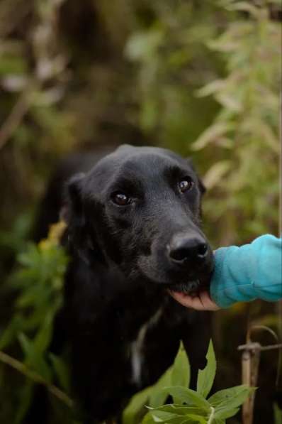 Чудесный Лорд ищет свою семью