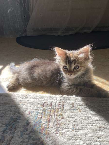 Отдам кошечку в добрые руки! в Махачкале