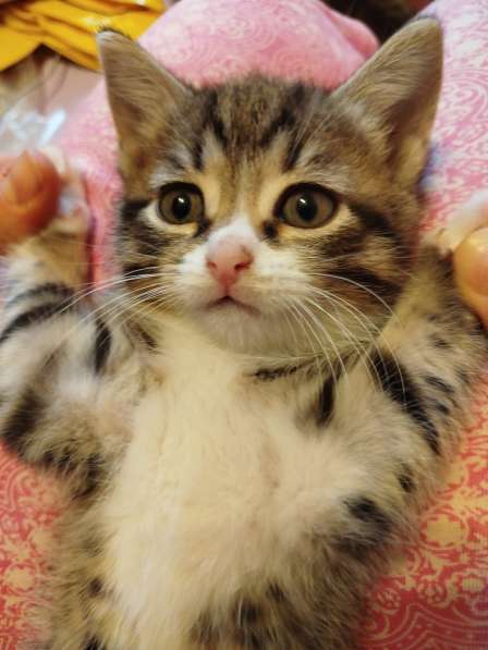 Умный котик в Химках фото 4