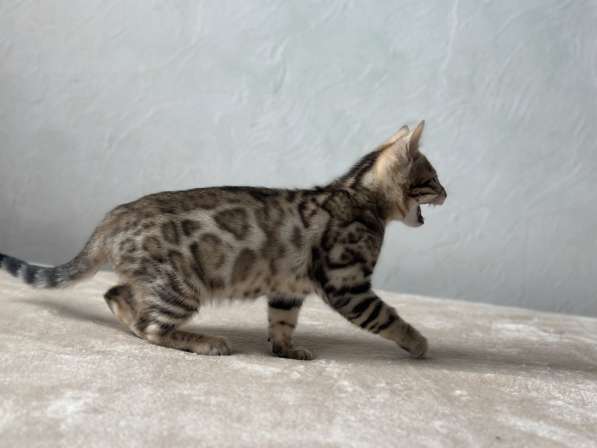 Available Bengal kittens в фото 13