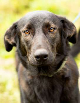 Багира, стерилизована, ищет дом