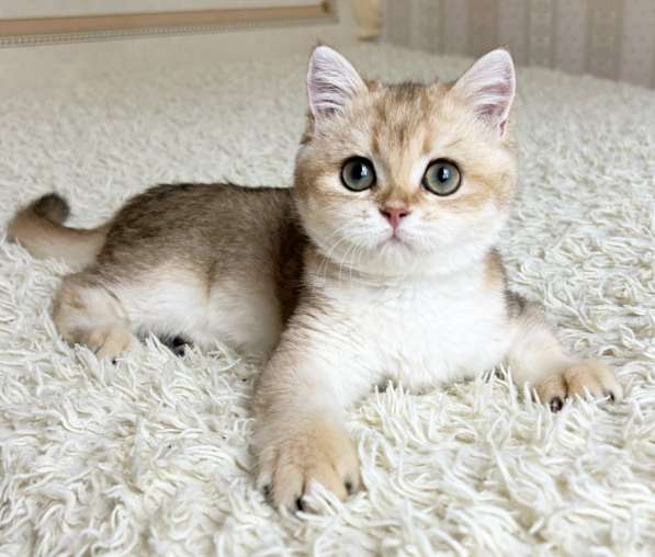 Британский мальчик в окрасе ny11 в Москве фото 4