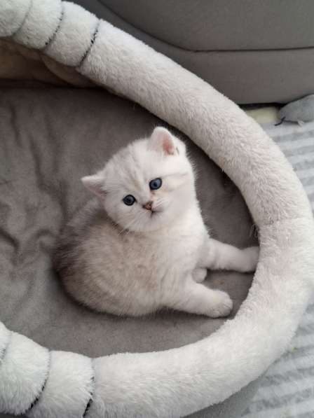 Британские котята в фото 7