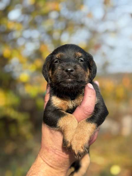 Щенки ягдтерьера в Пензе фото 5