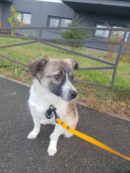 Маленькая ласковая собачка, 5 месяцев в Санкт-Петербурге фото 5