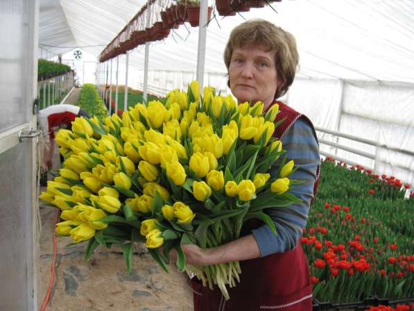Тюльпаны от производителя в Санкт-Петербурге фото 5