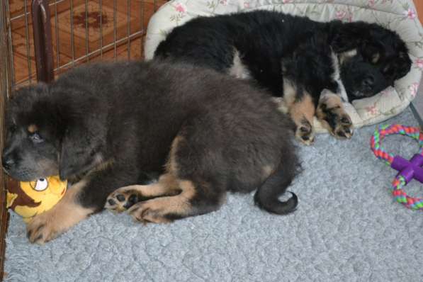 Тибетский мастиф - лучший страж на территории в Москве фото 15