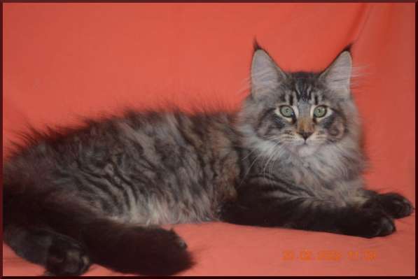 Роскошный черный котик мейн-кун из питомника в Астрахани фото 90