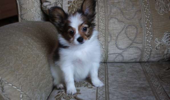 Папийон - очаровательный щенок, 2 месяца в Уфе фото 4