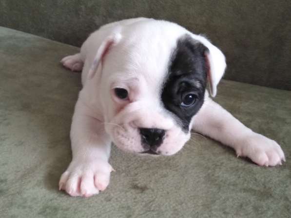 Шикарная леди Премиум (French Bulldog) White в Смоленске фото 10