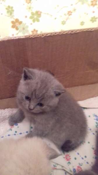 Британские комочки в Калининграде фото 8