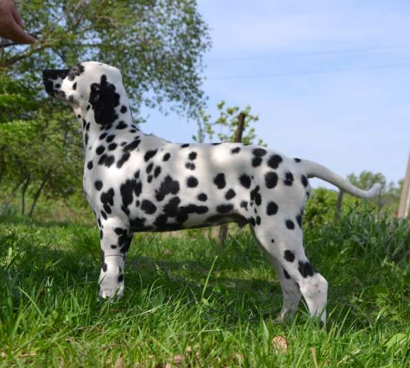 Dalmatian Puppies from White Gures в 