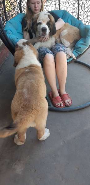 Щенки сенбернара в фото 52