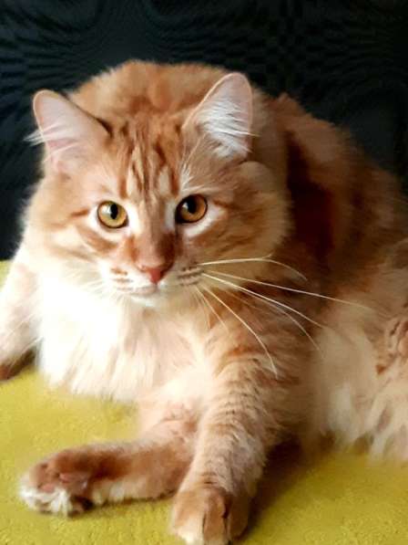 Рыжий сибирский котенок Томас, вес 10 кг!