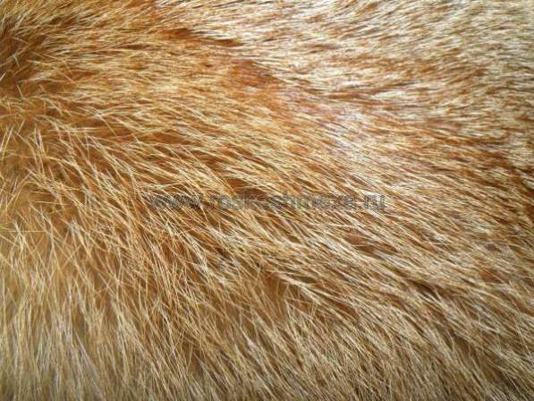 Покрывало из меха лисы. в Москве фото 30