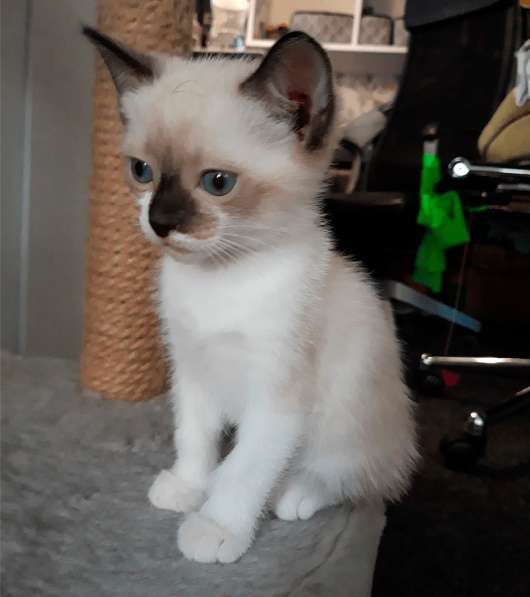 Котята сноу-шу