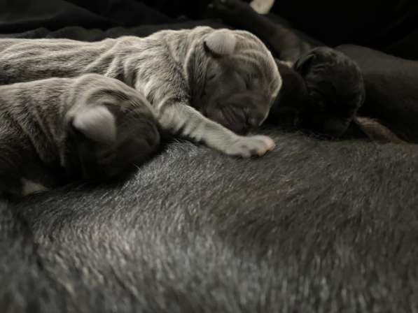 Щенки высшего качества! в фото 14