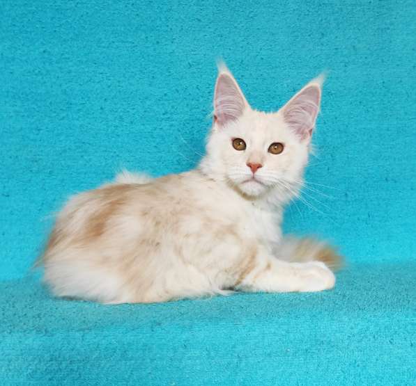 Котики мейн-кун из питомника в Владимире фото 4