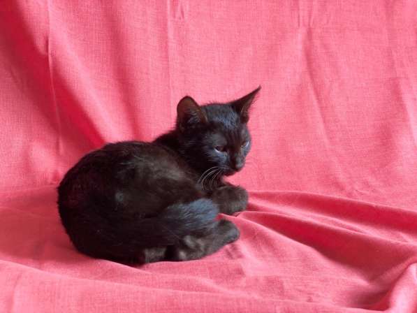 Черный жемчуг - котёнок Коржик ищет заботливых хозяев в Москве фото 5