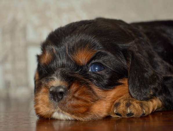 Щенки кавалер кинг чарльз спаниель