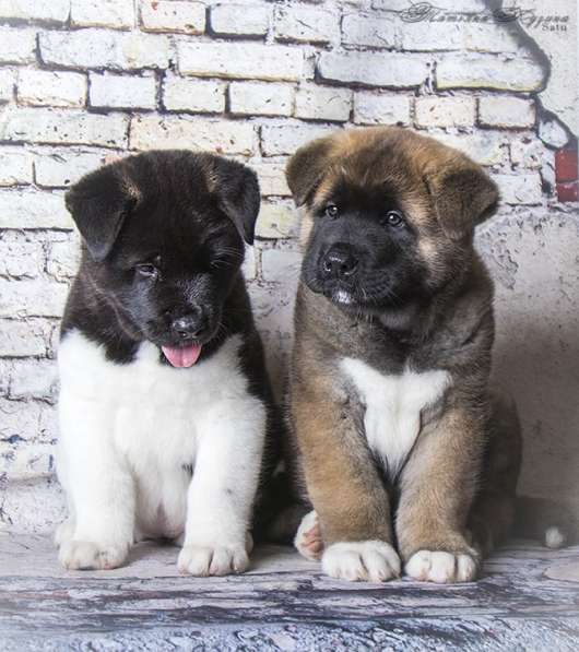 Щенки Американской акиты в Санкт-Петербурге