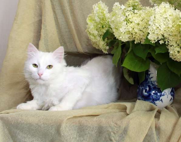 Кот в добрые руки. Пушистый Амур в Калуге фото 13