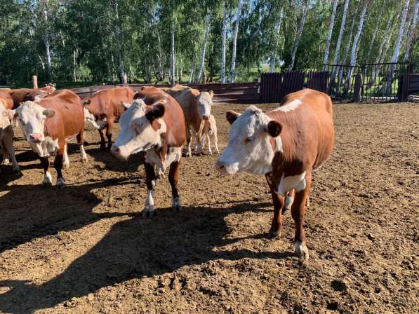 Нетели, коровы породы Герефорд в Челябинске